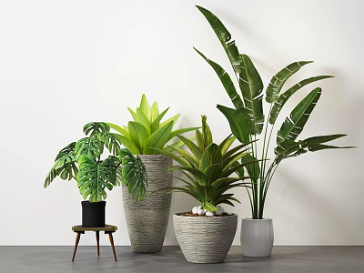 Indoor Potted Plants With Various Leafy Green Species And Decorative Woven Ceramic Planters 3d model