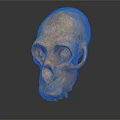 Detailed Ape Skull Sculpture with Realistic Facial Features and Natural Texture