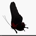 Black And Red Butterfly Displaying Large Wings And Bright Red Spots Isolated On White Background