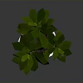 Lush Green Leafy Plant In White Hexagonal Textured Pot With Vibrant Foliage