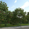 Lush Garden Landscape Featuring Apple Trees With Red Fruits Green Grass And Sidewalk Pathway