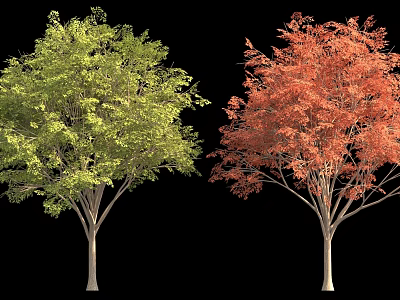 Park Street Trees Night View Lighting Green Planting Bird's Eye View Trees 3d model