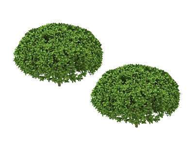 green plant tree 3d model