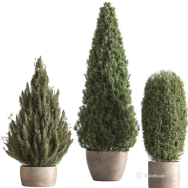 Coniferous Green Bonsai Potted Plants With Various Shapes For Indoor Decoration 3d model 