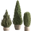 Coniferous Green Bonsai Potted Plants With Various Shapes For Indoor Decoration