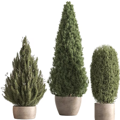 Coniferous Green Bonsai Potted Plants With Various Shapes For Indoor Decoration 3d model