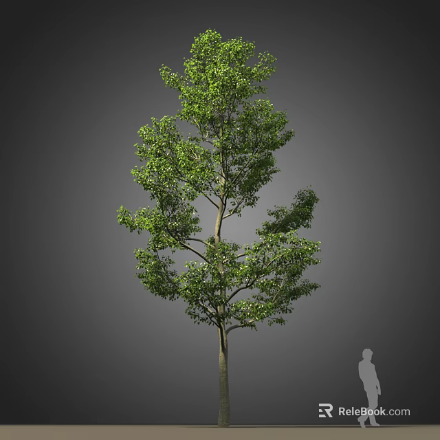 Tall Arbor With Lush Green Foliage And Straight Trunk In Natural Setting 3d model 