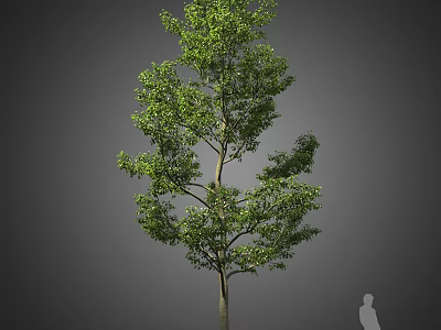 Tall Arbor With Lush Green Foliage And Straight Trunk In Natural Setting 3d model