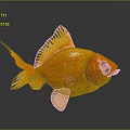 Orange Goldfish with Yellow Fins and Tail on Gray Background Showing Clear Reflection