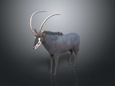 Gray Eland Antelope With Long Curved Horns Standing Isolated On Dark Background 3d model