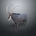 Gray Eland Antelope With Long Curved Horns Standing Isolated On Dark Background