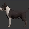 Black and White Bull Terrier Dog Standing on Gray Surface With Smooth Coat