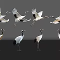 Red-crowned Cranes Flying And Standing With White Black Plumage And Red Crown