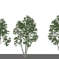 Landscape Arbor Cluster Arbor Modeling Street Tree Courtyard Tree 3d model