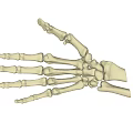 Anatomical Human Hand Bones Skeletal Structure With Detailed Phalanges And Metacarpals