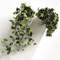 Potted Plants With Lush Green Leaves And Hanging Vines In White Ceramic Pots