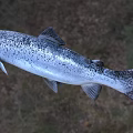 Silver Salmon Fish With Black Spots And Open Mouth In Natural Habitat