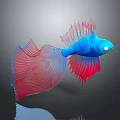 Vibrant Betta Fish With Blue Body Red And Blue Flowing Fins On Gray Background Reflection