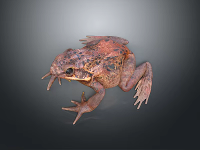 Brown and Black Spotted Frog With Large Body And Unique Skin Features 3d model