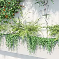 Lush Vines Hanging Down On White Building Walls With Greenery