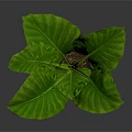 Green Leaf Plant With Large Veined Leaves In Black Pot On Dark Background