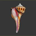 Orange And White Striped Spiral Conch Shell With Natural Marine Texture