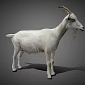 White Goat Standing with Curved Horns in Full Body View on Gray Background