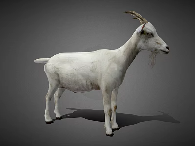 White Goat Standing with Curved Horns in Full Body View on Gray Background 3d model