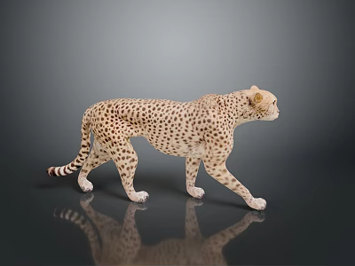 Detailed Realistic Cheetah Model in Standing Pose on Dark Reflective Surface 3d model