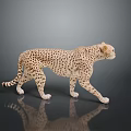 Detailed Realistic Cheetah Model in Standing Pose on Dark Reflective Surface 3d model