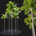 Tall Palm Arbor Trees with Lush Green Fronds and Straight Trunks