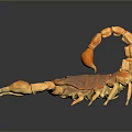 Orange Brown Reptile Scorpion Featuring Large Pincers Curved Tail on Dark Background