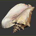 Spiky Orange Marine Conch Shell With Textured Surface On Dark Background 3d model