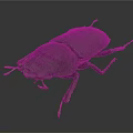 Black Beetle With Hard Shell Detailed Antennae And Legs On Dark Background