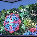 Decorative Living Plant Wall with Blooming Colorful Hydrangea and Green Fern Leaves