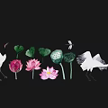 Watercolor Wall Decor With White Cranes Lotus Flowers Leaves And Dragonfly