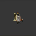 Colorful Tropical Fish With Vibrant Red Orange Black Stripes Yellow Fins And Dark Surface Reflection