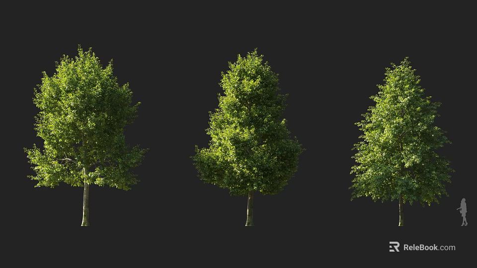 Three Lush Green Leafy Trees With Tall Trunks On Black Background 3d model 