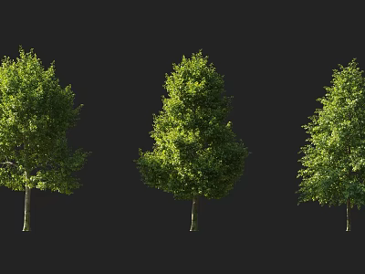 Three Lush Green Leafy Trees With Tall Trunks On Black Background 3d model
