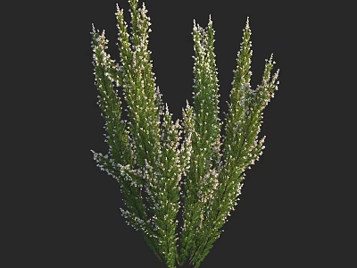 Lush Green Shrub With White Small Blooms For Garden Landscaping Design 3d model