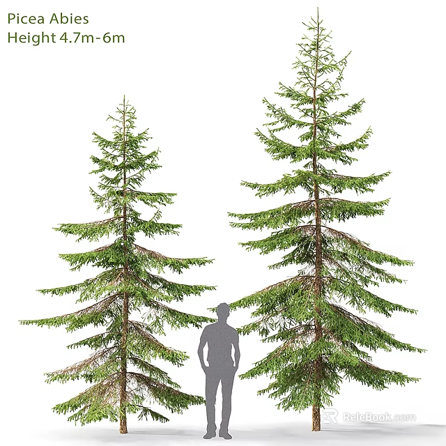 Decorative Pine Tree Ornament Set With Two Sizes And Human Silhouette For Size Comparison 3d model 