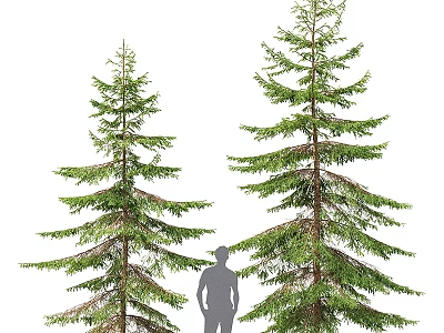 Decorative Pine Tree Ornament Set With Two Sizes And Human Silhouette For Size Comparison 3d model