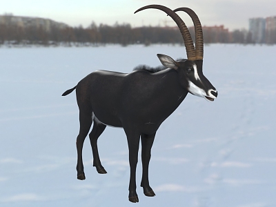 Sable Antelope Animals Wildlife model