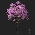 Vibrant Purple Flowering Tree With Tall Trunk And Lush Canopy Near Person Silhouette