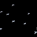 Beautiful Graceful White Flying Birds Soaring in Mid Air Against Black Background