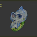 Medical Device Human Skull Model With Detailed Anatomical Structure For Medical Education And Training