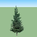 Pair of Tall Evergreen Trees With Dense Green Foliage And Sturdy Trunks
