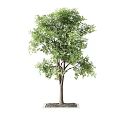Lush Green Leafy Arbor With Tall Strong Trunk And Natural Healthy Foliage Base Appearance