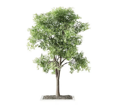 Lush Green Leafy Arbor With Tall Strong Trunk And Natural Healthy Foliage Base Appearance 3d model
