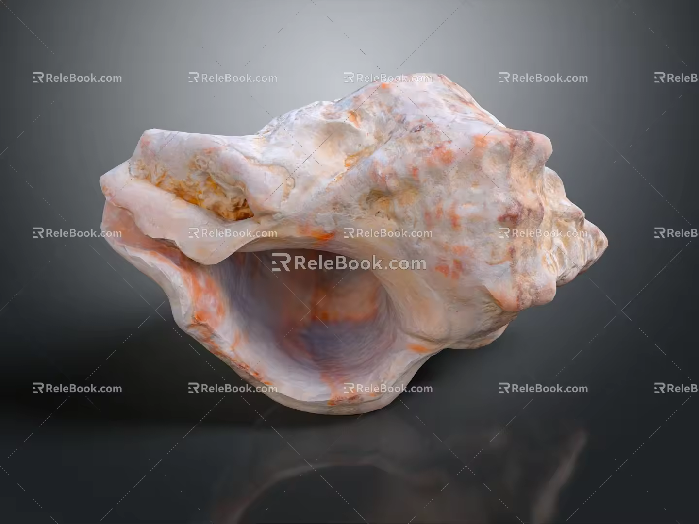 modern conch bone snail field snail shellfish marine animal 3d model